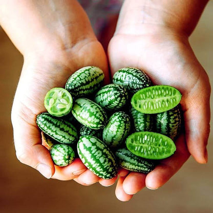 Mice Melon Seeds - Heirloom Vegetable Plant for Home Gardens