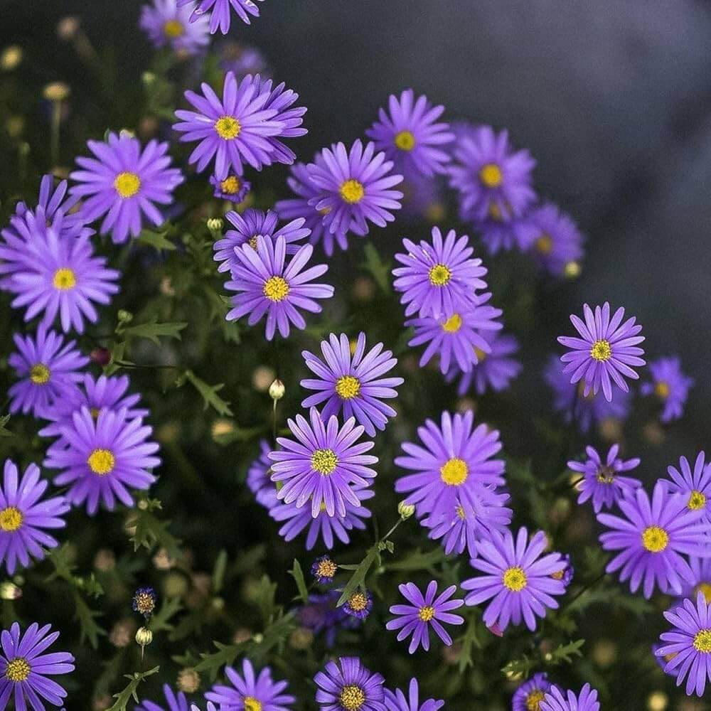 Michaelmas Daisy Seeds - Flower Plant