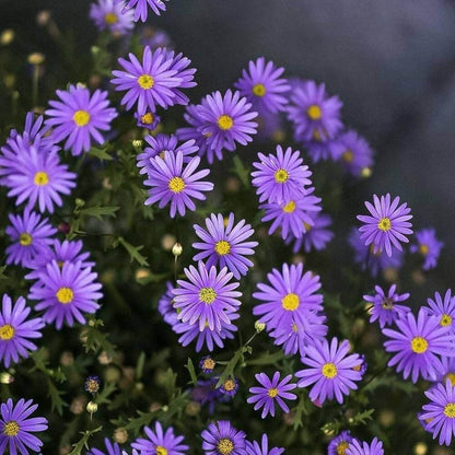 Michaelmas Daisy Seeds - Flower Plant