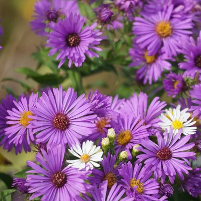 Michaelmas Daisy Seeds - Flower Plant