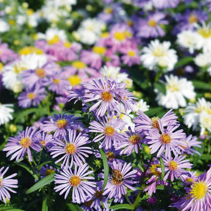 Michaelmas Daisy Seeds - Flower Plant