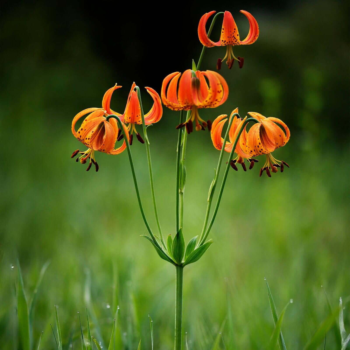 Michigan Lily Seeds - Heirloom Flower Plant for Home Gardens