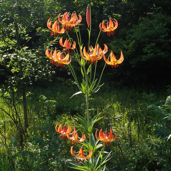 Michigan Lily Seeds - Heirloom Flower Plant for Home Gardens