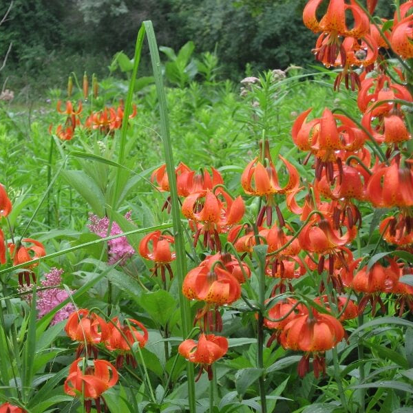 Michigan Lily Seeds - Heirloom Flower Plant for Home Gardens
