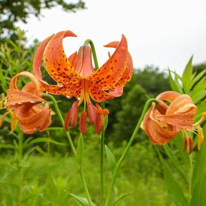 Michigan Lily Seeds - Heirloom Flower Plant for Home Gardens