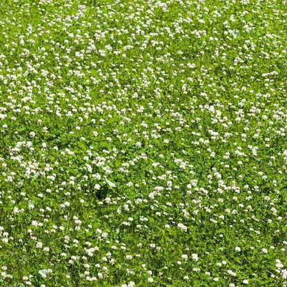Micro Clover Seeds