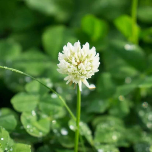 Micro Clover Seeds