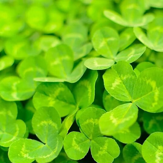 Micro Clover Seeds - Herbal Plant