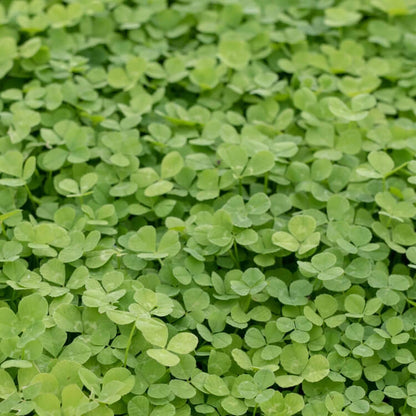Micro Clover Seeds - Herbal Plant