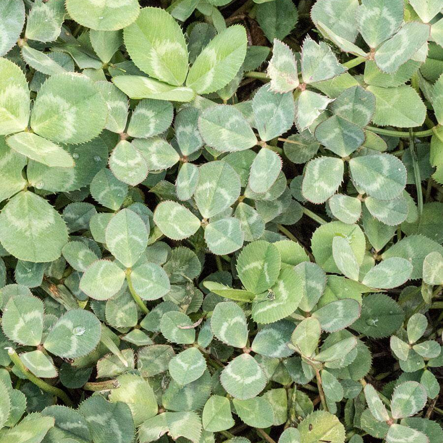 Micro Clover Seeds - Herbal Plant