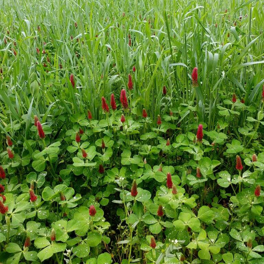 Microgreens Crimson Clover Seeds - Flower Plant