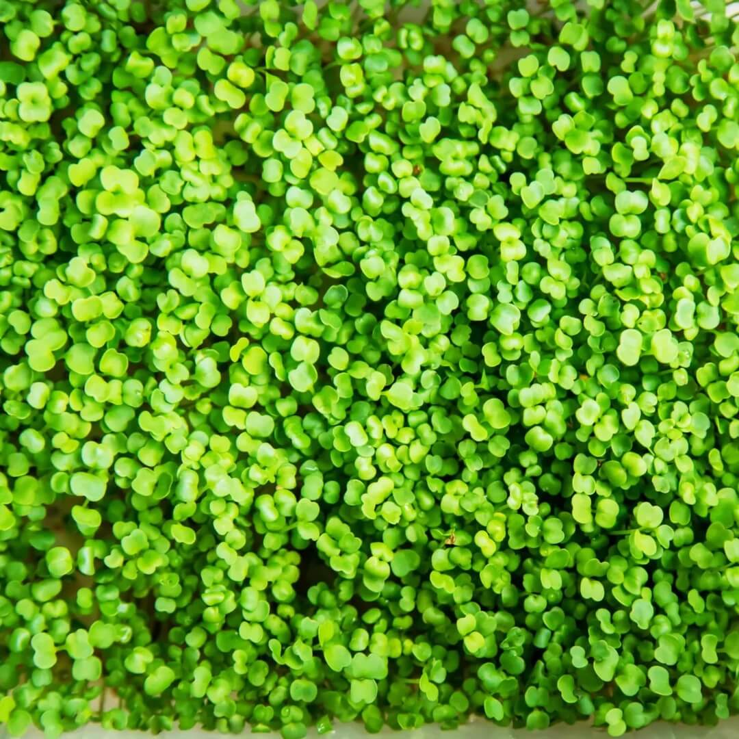 Microgreens Crimson Clover Seeds - Flower Plant