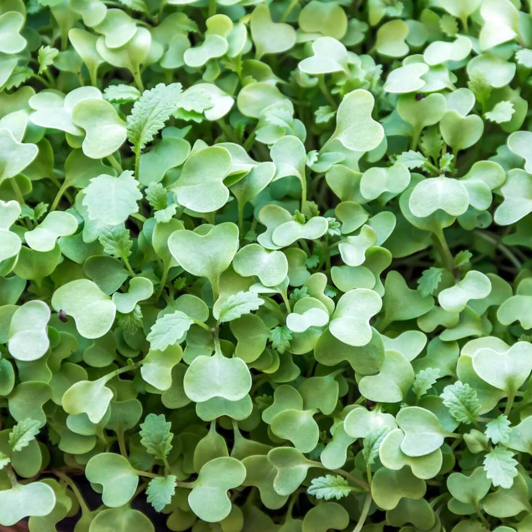 Microgreens Crimson Clover Seeds - Flower Plant