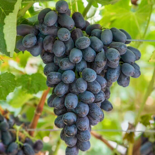 Midnight Beauty Grape Seeds