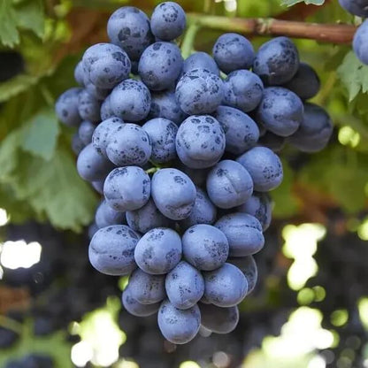 Midnight Beauty Grape Seeds