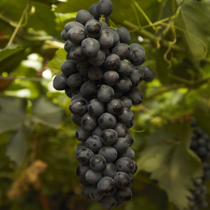 Midnight Beauty Grape Seeds