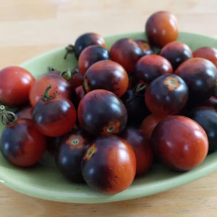 Midnight Snack Tomato Seeds - Vegetable Plant