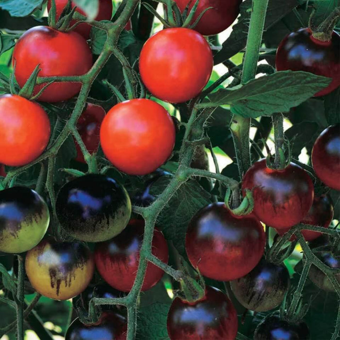 Midnight Snack Tomato Seeds - Vegetable Plant