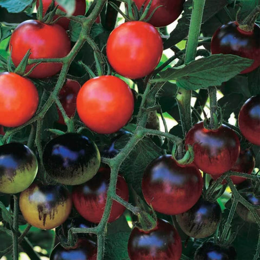 Midnight Snack Tomato Seeds - Vegetable Plant