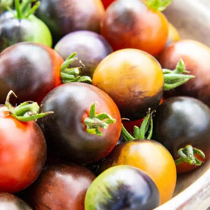 Midnight Snack Tomato Seeds - Vegetable Plant