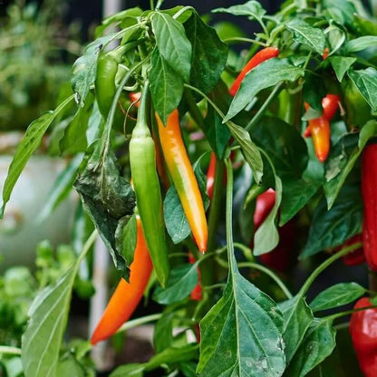 Mild Chili Pepper seeds