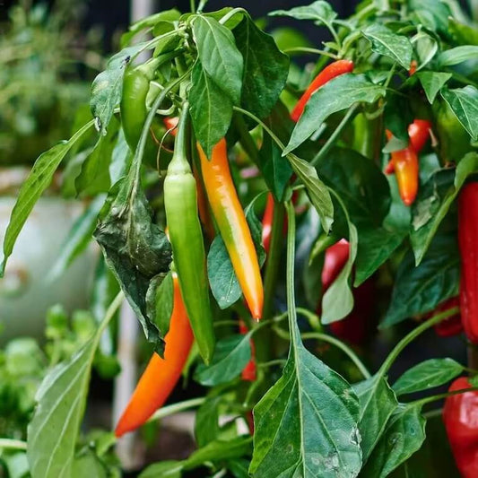 Mild Chili Pepper seeds