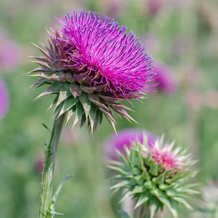 Milk Thistle Seeds - Herbal Plant