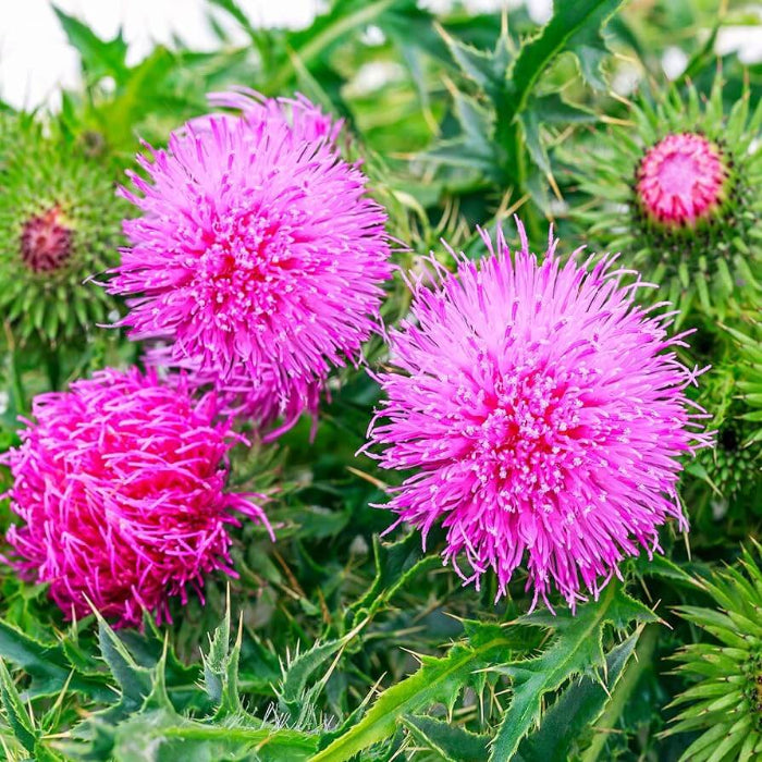 Milk Thistle Seeds - Herbal Plant