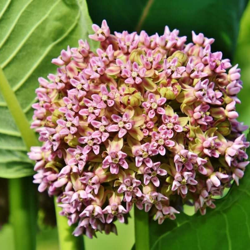 Milkweed Seeds - Flower Plant for Home Gardens