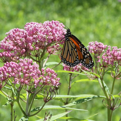 Milkweed Seeds