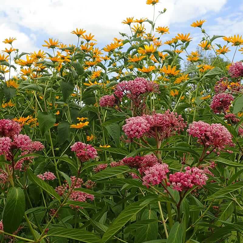 Milkweed Seeds