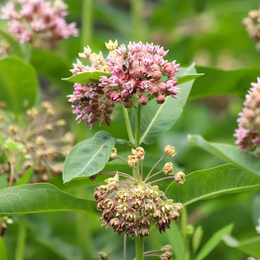 Milkweed Seeds