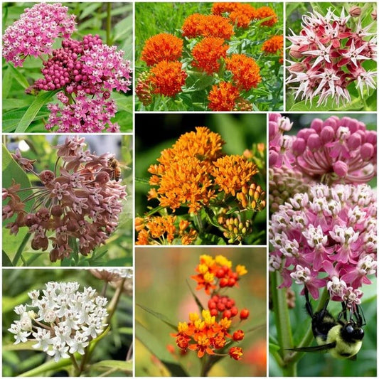 Milkweed Seeds - All In One For Home Gardens