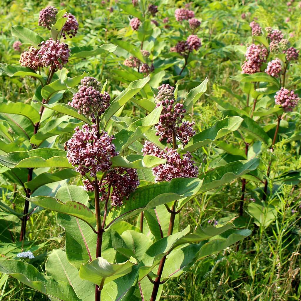 Milkweed Seeds - All In One For Home Gardens
