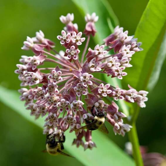 Milkweed Seeds - All In One For Home Gardens