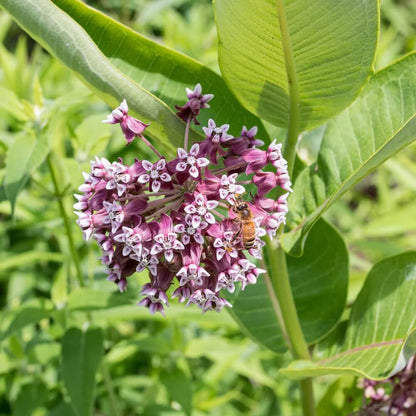 Milkweed Seeds - Flower Plant for Home Gardens