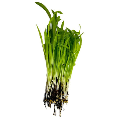 Millet Seeds - Vegetable Plant for Home Gardens