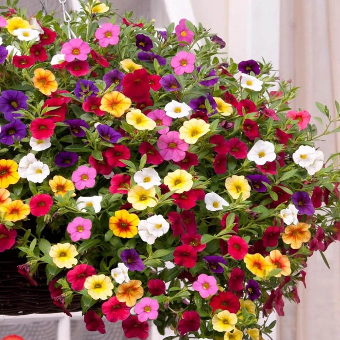 Million Bells Calibrachoa Seeds
