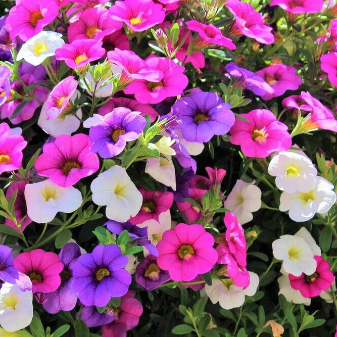 Million Bells Calibrachoa Seeds