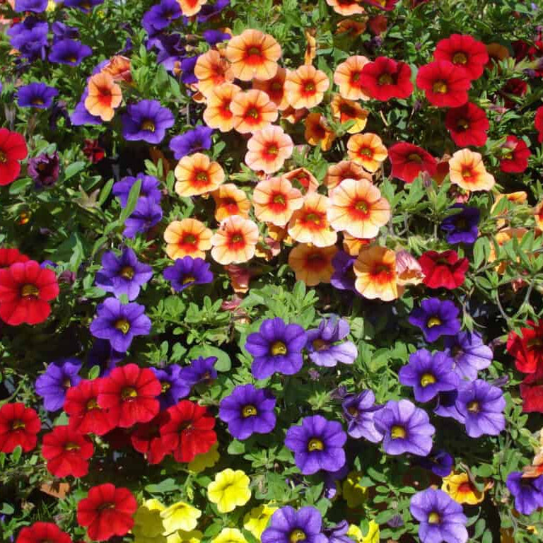 Million Bells Calibrachoa Seeds