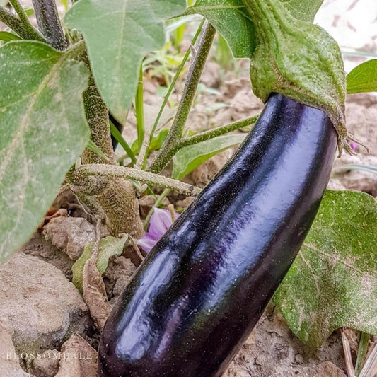 Millionaire Eggplant Seeds - Heirloom Vegetable Plant for Home Gardens