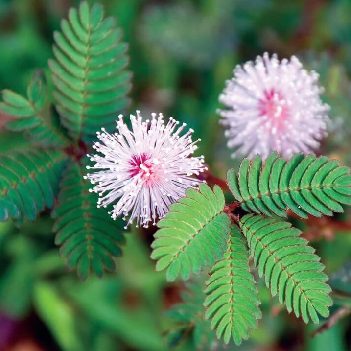 Mimosa Pudica Seeds - Flower Plant
