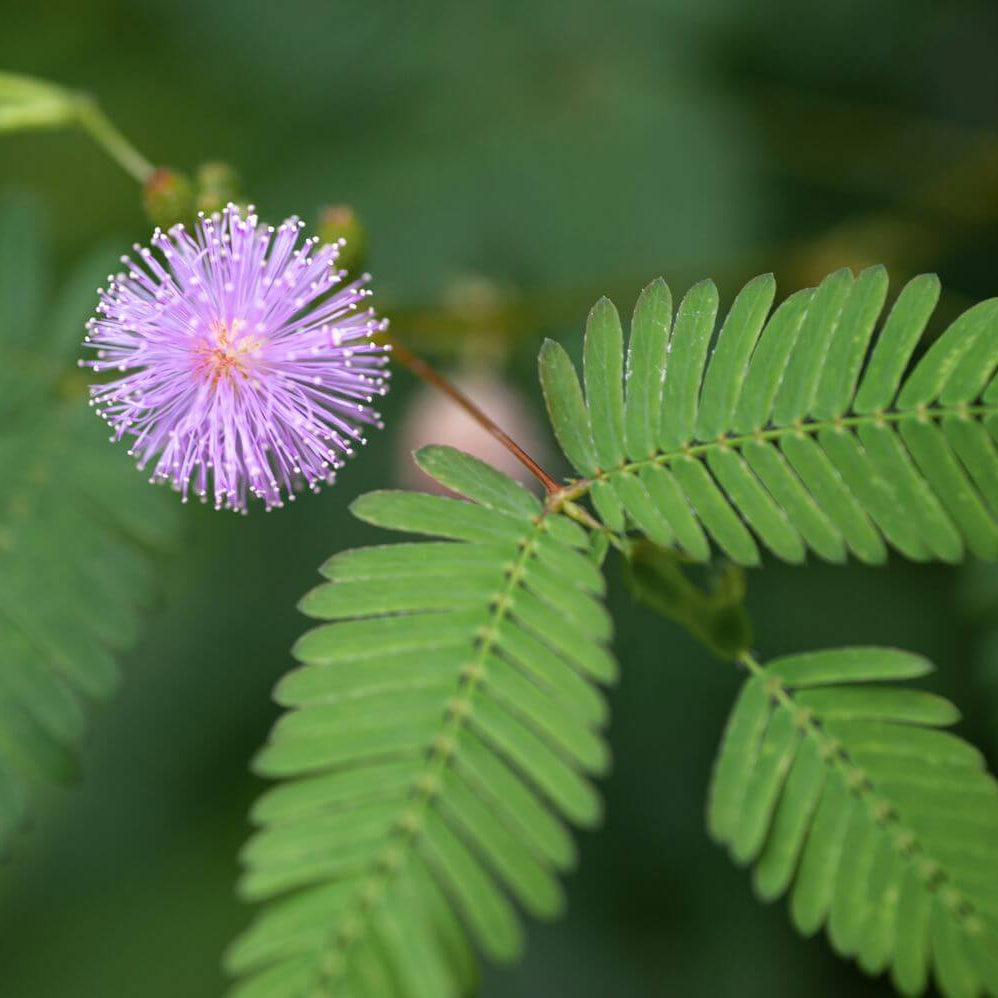 Mimosa Pudica Seeds - Flower Plant
