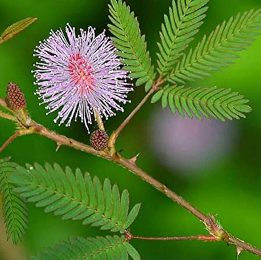 Mimosa Pudica Seeds - Flower Plant