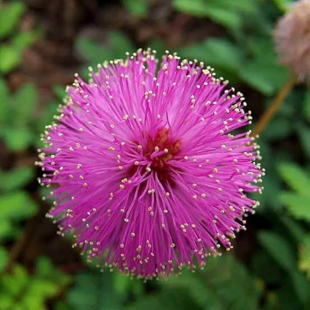 Mimosa Seeds - Flower Plant for Home Gardens
