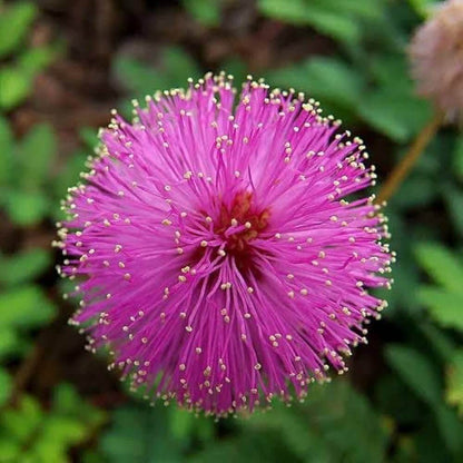 Mimosa Seeds - Flower Plant for Home Gardens