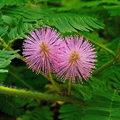 Mimosa Seeds - Flower Plant for Home Gardens