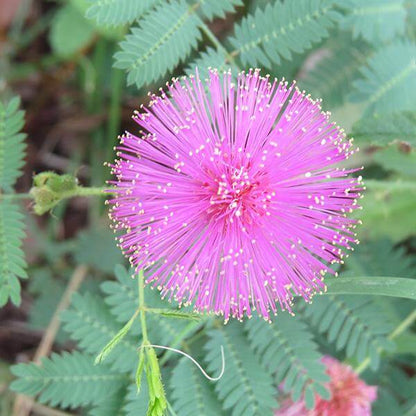 Mimosa Seeds - Flower Plant for Home Gardens