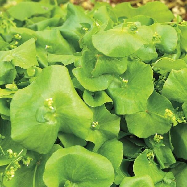 Minerâ€™s Lettuce Claytonia Seeds 