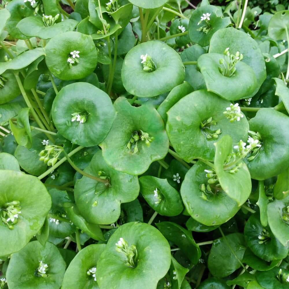 Minerâ€™s Lettuce Claytonia Seeds 